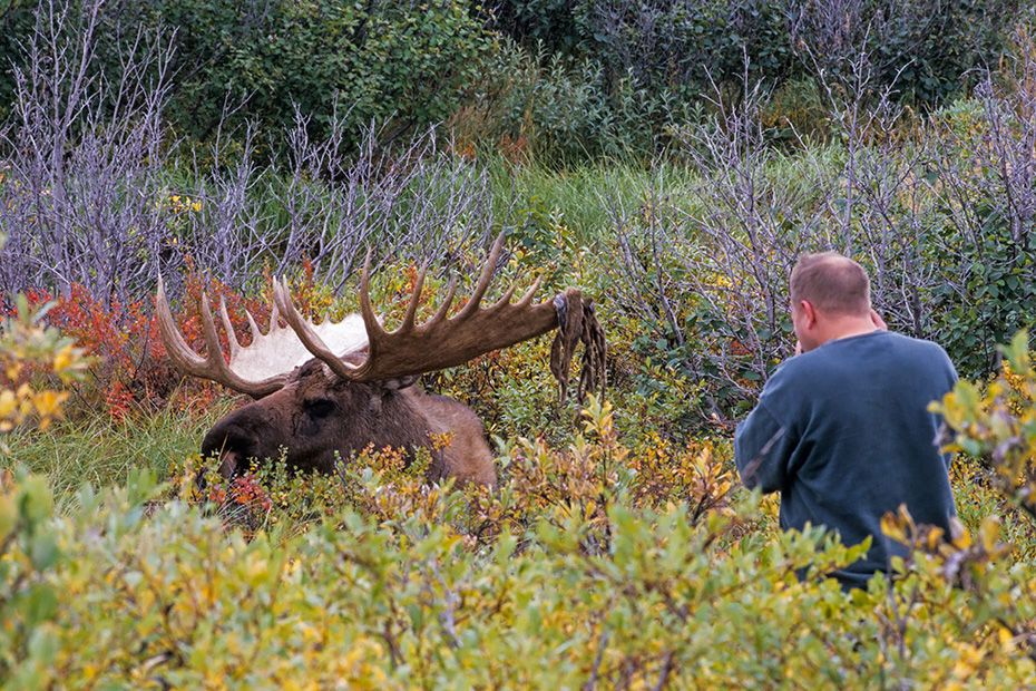 Den Elchen auf der Spur, Denali-Nationalpark - (Alaska), Dont approach Moose
