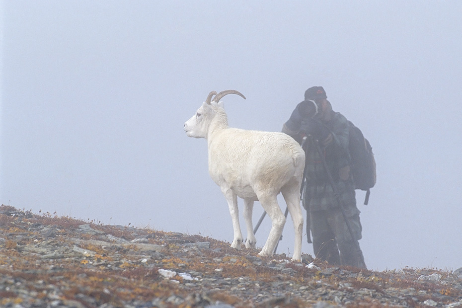 Bei den Dallschafen auf der Primrose Ridge, Denali-Nationalpark - (Alaska), Dalls Sheep photography at Primrose Ridge