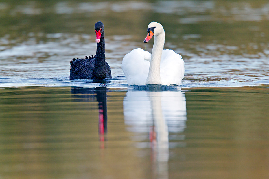 Trauerschwan, das Gelege besteht meist aus 4 - 8 Eiern  -  (Foto Trauerschwan und Hoeckerschwan auf einem Teich im Binnenland von Schleswig-Holstein), Cygnus atratus  -  Cygnus olor, Black Swan, a clutch contains 4 to 8 eggs  -  (Photo Black Swan and Mute Swan)