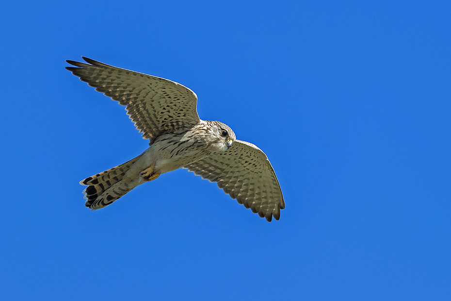 Turmfalkenweibchen im Ruettelflug auf der Jagd nach Maeusen, Falco tinnunculus, Female Common Kestrel in hover flight hunting for mice