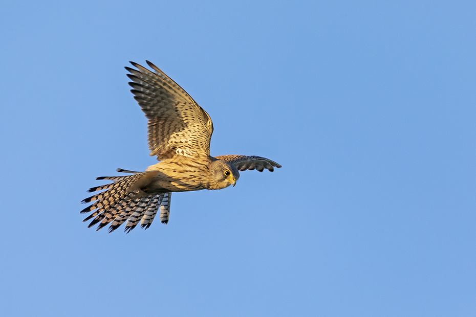 Ein Turmfalken-Maennchen im Ruettelflug am Abendhimmel, Falco tinnunculus, A male Common Kestrel hovering at the evening sky