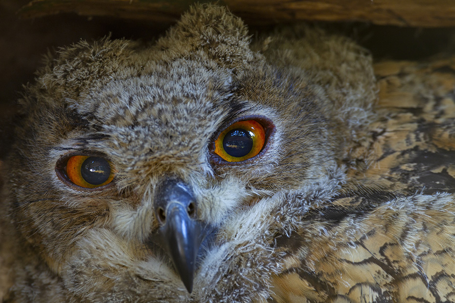 Der Uhu nutzt den Nistplatz haeufig ueber mehrere Jahre  -  (Foto Uhu Portraet vom Jungvogel), Bubo bubo, The Eurasian eagle-owl often uses the same nest site year after year  -  (Eagle owl - Photo Eurasian eagle-owl close-up of a young)