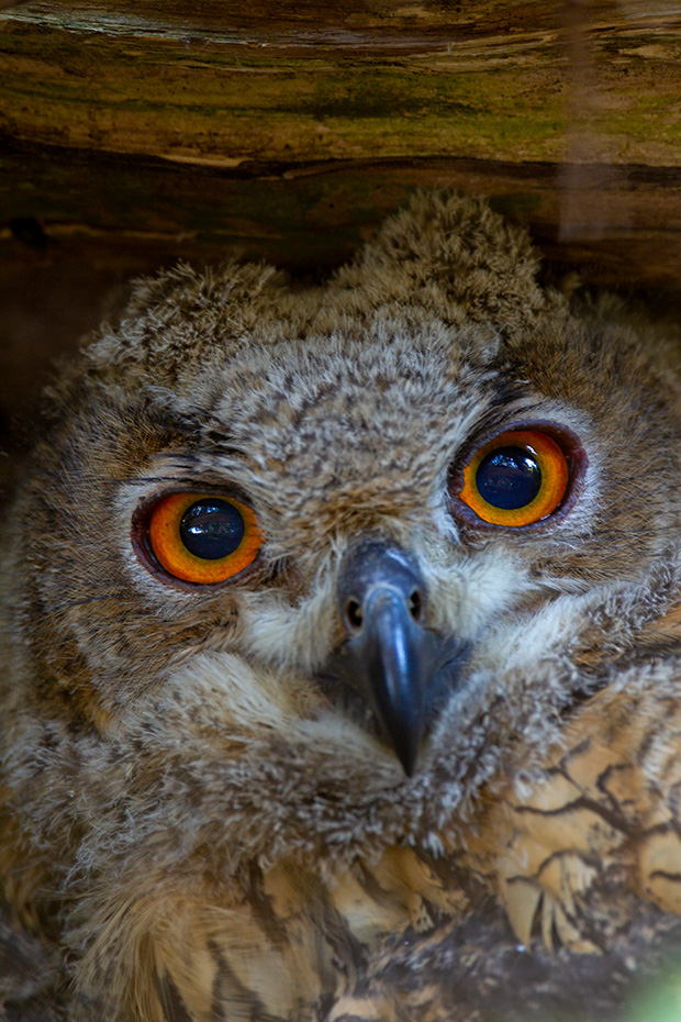 Das Gelege vom Uhu wird ausschliesslich vom Weibchen bebruetet  -  (Foto Uhu Nahaufnahme vom Jungvogel), Bubo bubo, The Eurasian eagle-owls clutch is exclusively incubated by the female  -  (Eagle owl - Photo Eurasian eagle-owl close-up of a young)