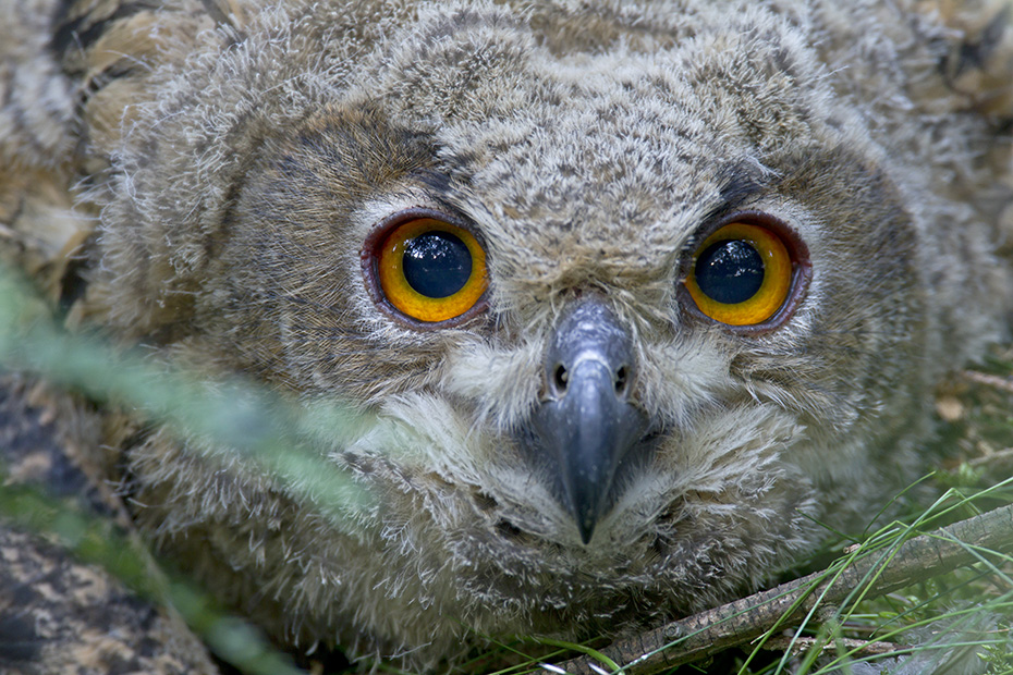 Uhu, die Jungvoegel wachsen sehr schnell  -  (Foto Uhu Jungvogel), Bubo bubo, Eurasian eagle-owl, the chicks grow rapidly  -  (Eagle Owl - Photo Eurasian eagle-owl chick)