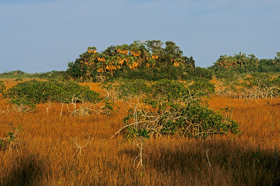 Rote Mangroven und Palmettopalmen in den Everglades, Everglades Nationalpark  -  Florida, Red Mangroves and Palmettos in the Everglades