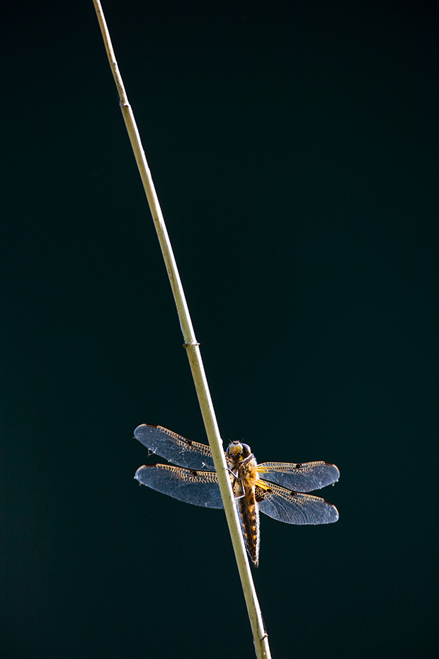 Vierfleck, die Flugzeit reicht von April bis September  -  (Vierflecklibelle - Foto Weibchen), Libellula quadrimaculata, Four-spotted Chaser flies from April to September  -  (Four-spotted Skimmer - Photo female)