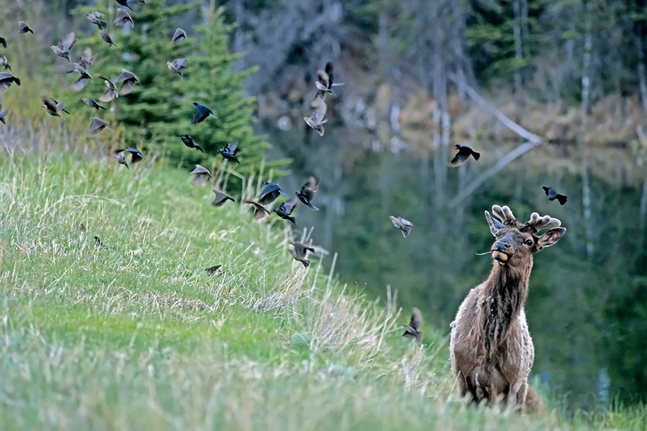 Wapiti, die sich im Wachstum befindlichen Geweihe koennen bis zu 2,5 cm am Tag wachsen  -  (Wapitihirsch - Foto Wapitihirsch und ein Schwarm Braunkopf-Kuhstaerlinge), Cervus canadensis  -  Molothrus ater, Elk, the antlers can grow at a rate of 2,5 cm a day  -  (Photo Elk a bull and a flock of Brown-headed Cowbirds)