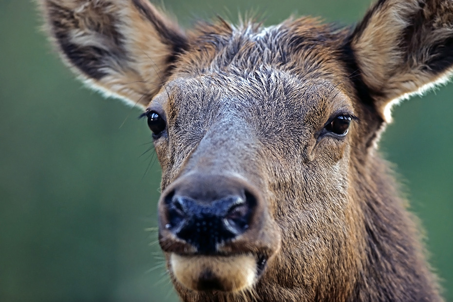 Wapiti, das natuerliche Verbreitungsgebiet umfasst grosse Teile Nordamerikas  -  (Wapitihirsch - Foto Wapiti Portraet einer Hirschkuh), Cervus canadensis, Elk is found in North America  -  (Wapiti - Photo Elk portrait of a cow)