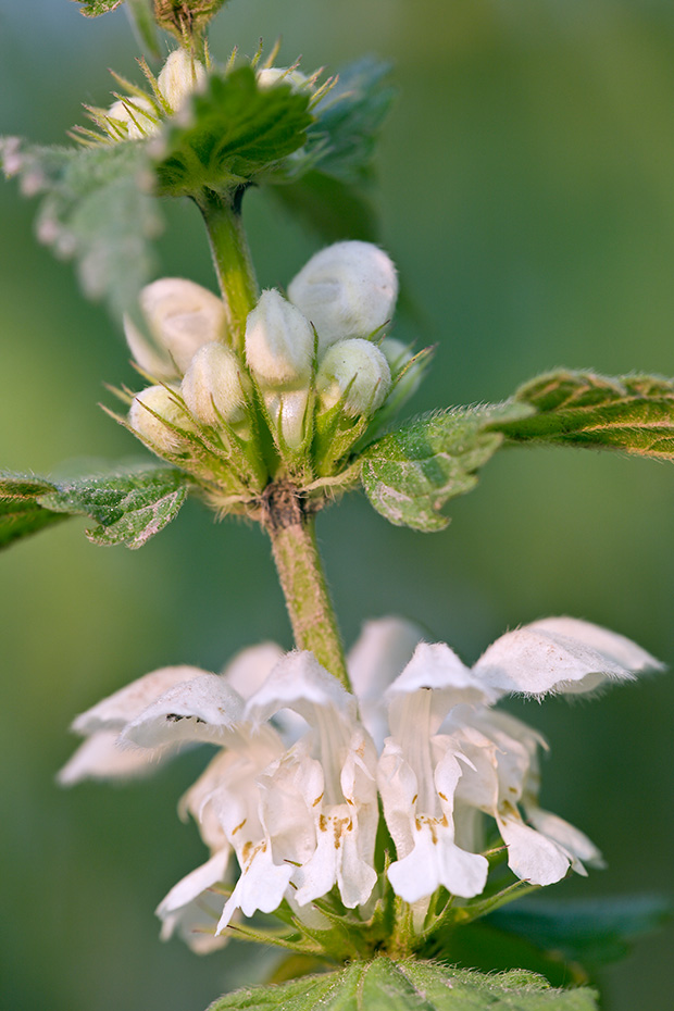 Die Weisse Taubnessel ist eine wichtige Nektarpflanze fuer Bienen und Hummeln, Lamium album, The White Nettle is an important nectar source for bees and bumblebees - (Archangel Fair - Photo White Nettle flowering)