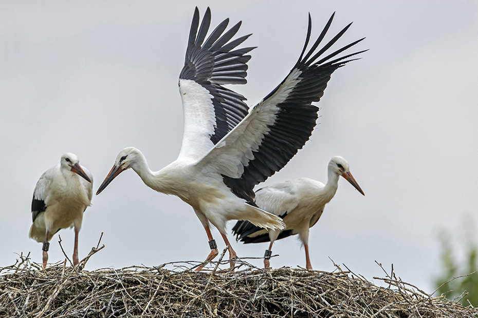 Gut das die Nester der Weissstoerche gross sind, da die Jungvoegel bei den Fluguebungen viel Platz benoetigen, Ciconia ciconia, It is good that the nests of the White Storks are big, because the young birds need a lot of space during the flight exercises