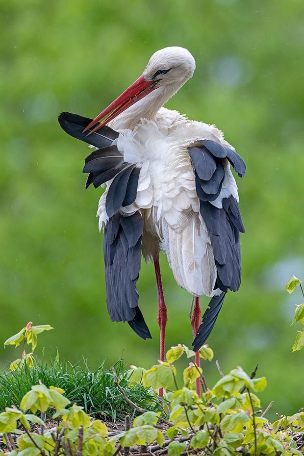 Die Gefiederpflege ist fuer den Weissstorch sehr wichtig, selbst einzelne Federn werden mit der Schnabelspitze gereinigt und in Form gebracht, Ciconia ciconia, The plumage grooming is very important for the White Stork, even single feathers are cleaned with the tip of the beak and brought into shape