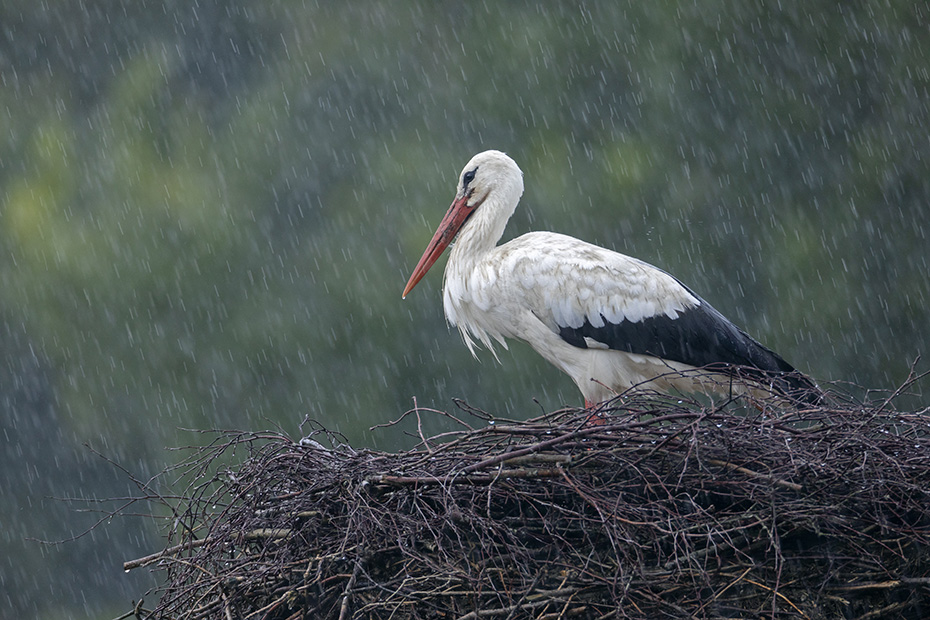 Mit stoischer Ruhe wartet ein Weissstorch auf das Ende eines Regenschauers, Ciconia ciconia, With stoic calm a White Stork waits for the end of a rain shower