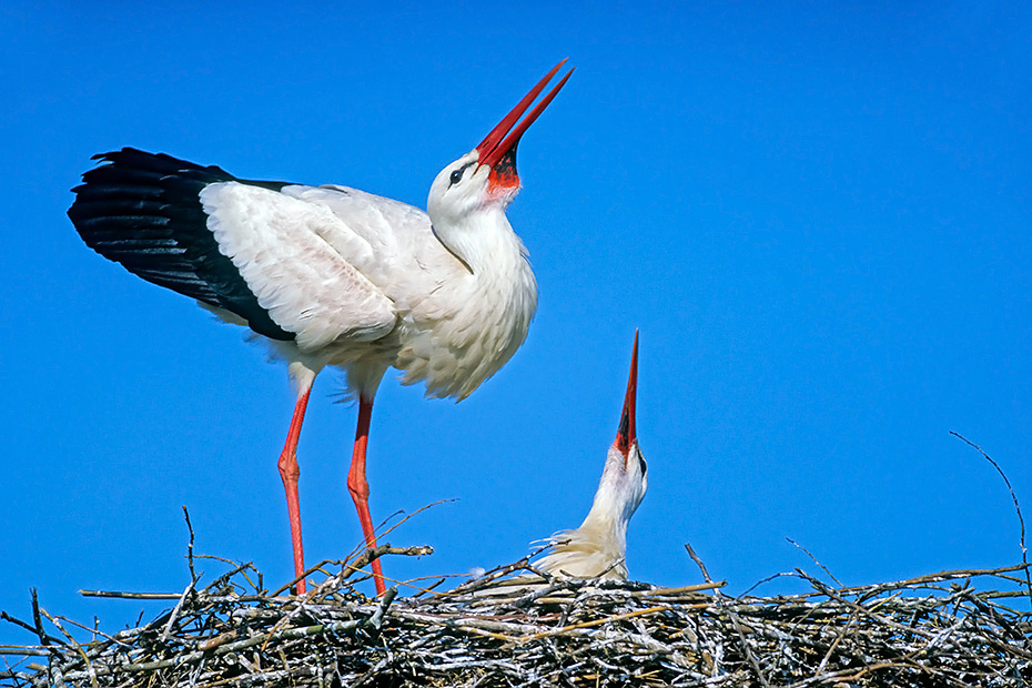 Weissstoerche brueten einmal im Jahr  -  (Klapperstorch - Foto Weissstorchpaar auf dem Storchenhorst), Ciconia ciconia, White Stork, one brood each year is normal  -  (Photo White Stork pair on the nest)
