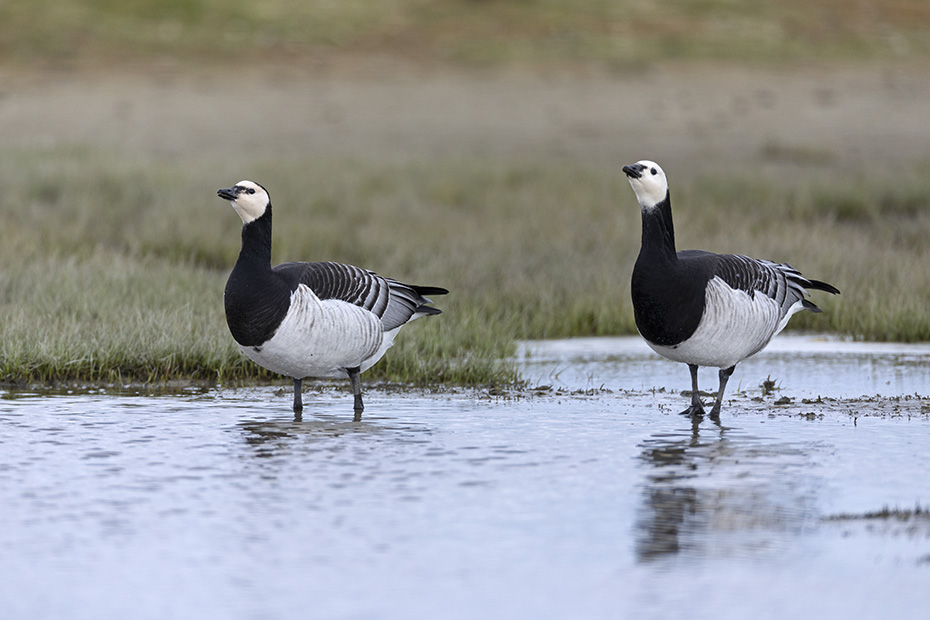 Zwei Weisswangengaense schoepfen Wasser an einem Teich, Branta leucopsis, Two Barnacle Geese drink at a pond