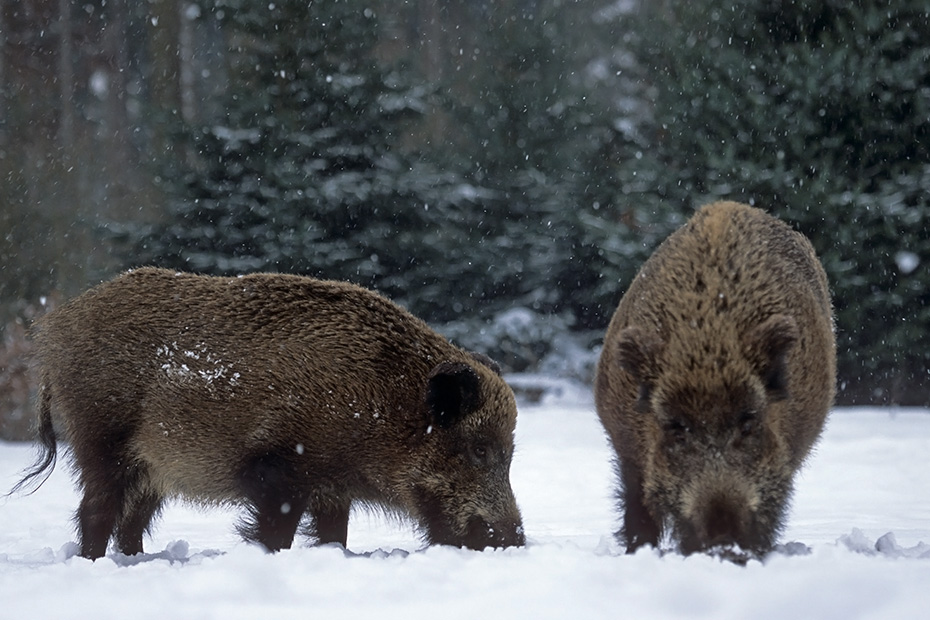 Wildschwein Die Tragzeit Betraegt Circa 115 Tage Schwarzwild Foto 
