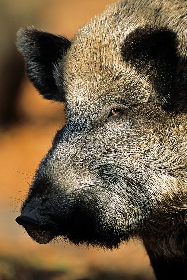 Wildschwein Die Tragzeit Betraegt Circa 115 Tage Schwarzwild Foto 