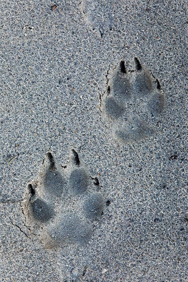 Wolfsspuren im Sand am Rand einer grossen Heideflaeche in Daenemark, Canis lupus, Wolf tracks in the sand at the border of a large heath in Denmark