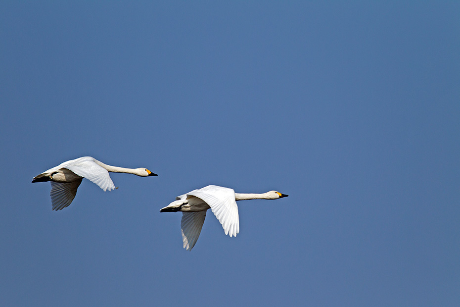 Zwergschwaene sind Zugvoegel  -  (Foto Zwergschwanpaar im Flug), Cygnus bewickii, Bewicks Swan is a migratory bird  -  (Photo Bewicks Swan pair in flight)